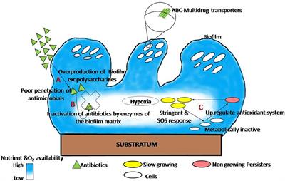 Natural Anti-biofilm Agents: Strategies to Control Biofilm-Forming Pathogens